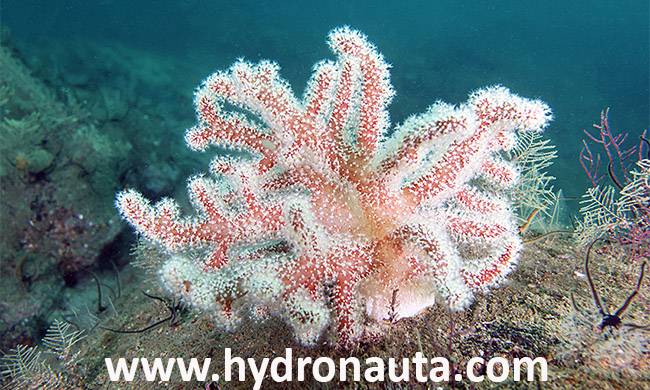 Alcyonium palmatum